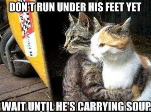 cat dont run under feet.jpg
